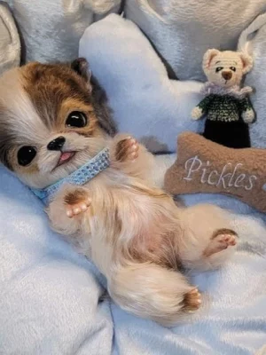 Pickles tumbado (Cindy Musgrove)