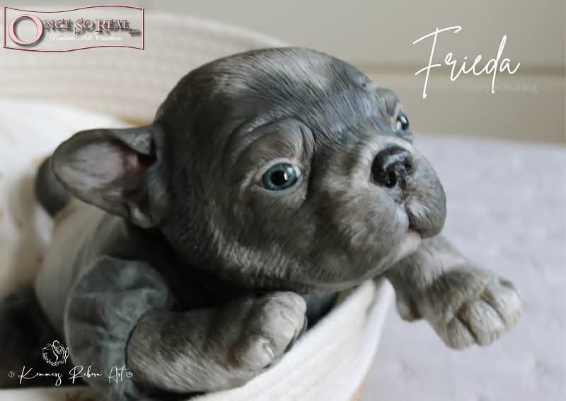 Frieda (Simon Laurens) preorder pago completo - Imagen 4