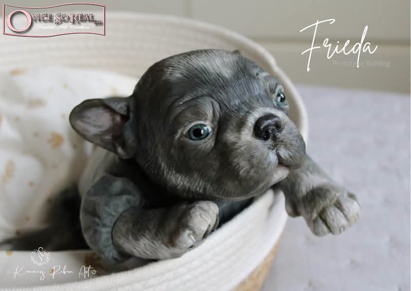 Frieda (Simon Laurens) preorder pago completo - Imagen 3
