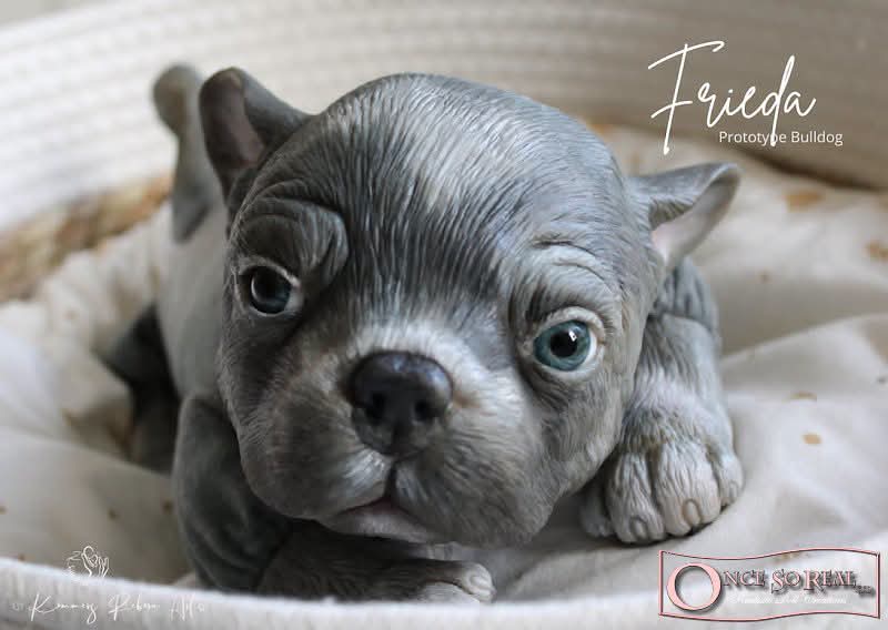 Frieda (Simon Laurens) preorder pago completo